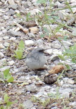 Image of Junco hyemalis dorsalis Henry 1858