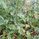 Image of Rust fungus