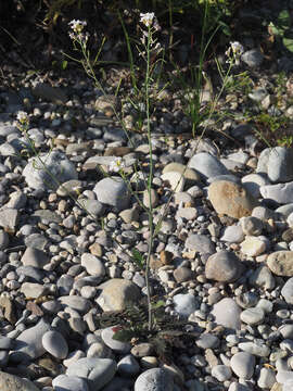 Image of rockcress