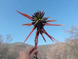 Imagem de Erythrina goldmanii Standl.