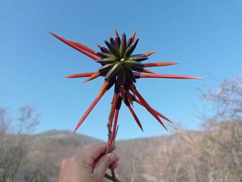 Слика од Erythrina goldmanii Standl.