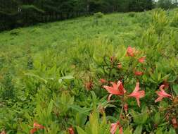 صورة Rhododendron japonicum (A. Gray) Suringar