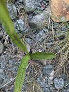 Image of Dactylorhiza maculata subsp. maculata