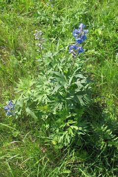 Image of Delphinium cuneatum Stev. ex DC.