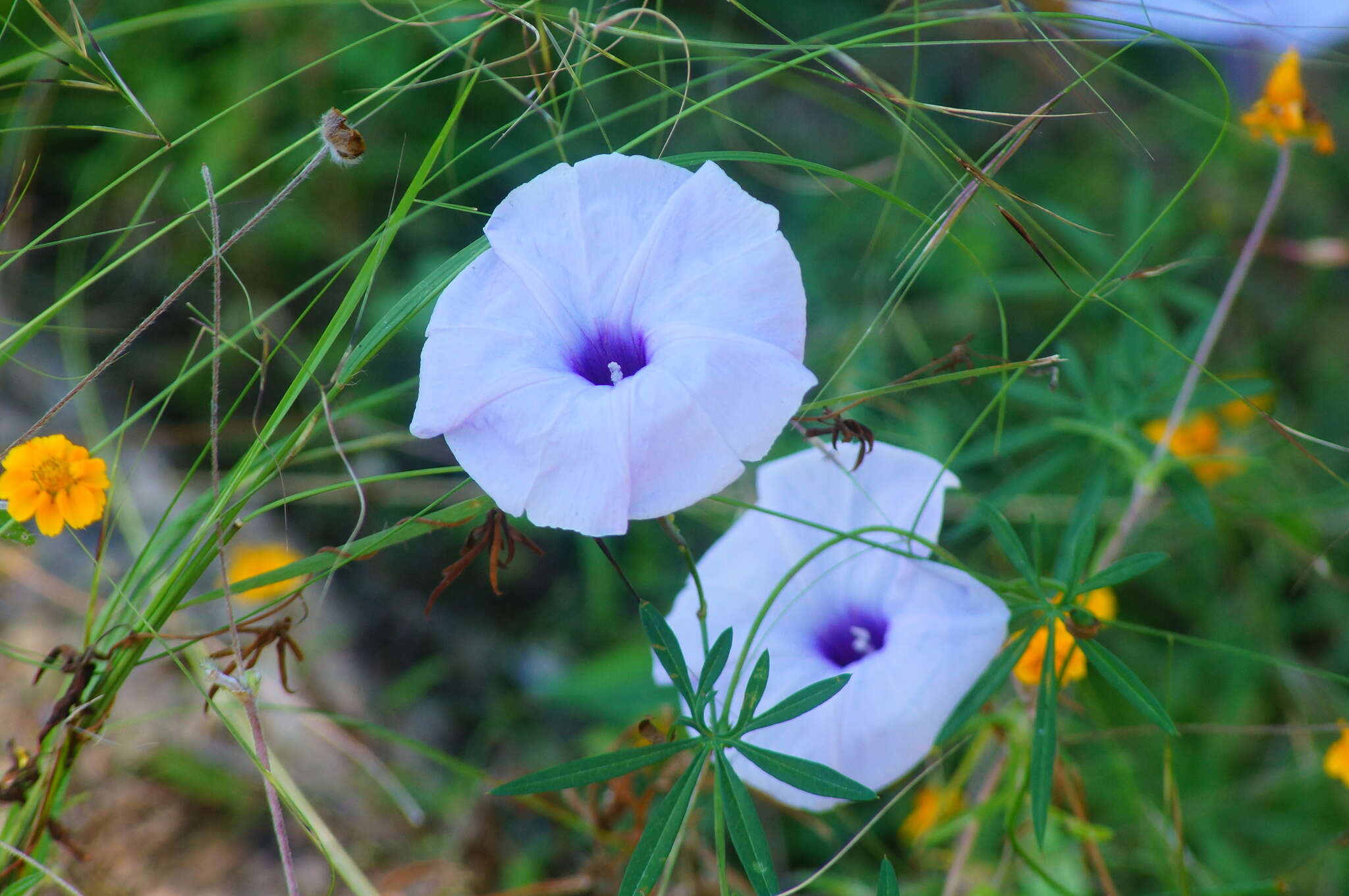 Imagem de Ipomoea ternifolia Cav.