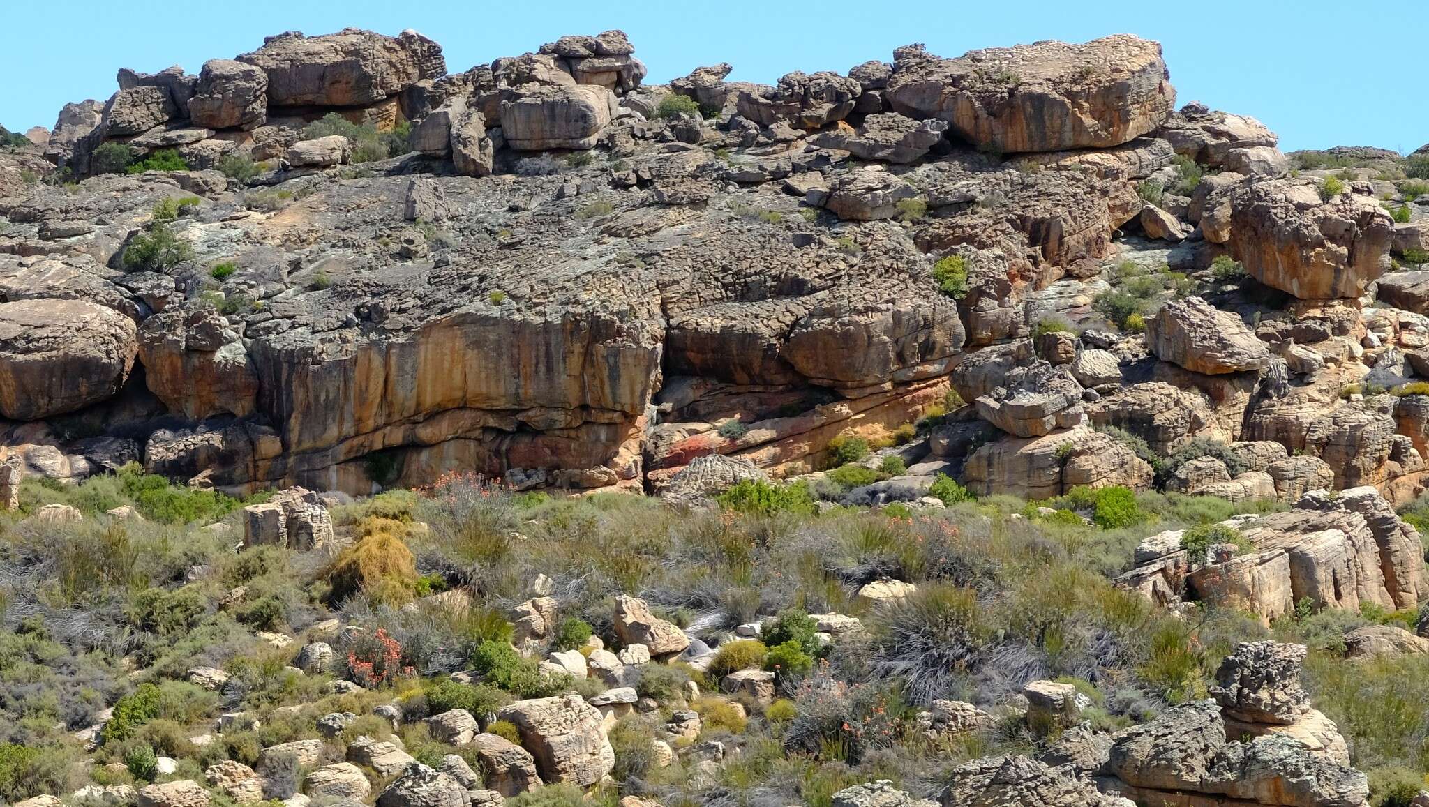 Sivun <i>Leucospermum <i>reflexum</i></i> var. reflexum kuva