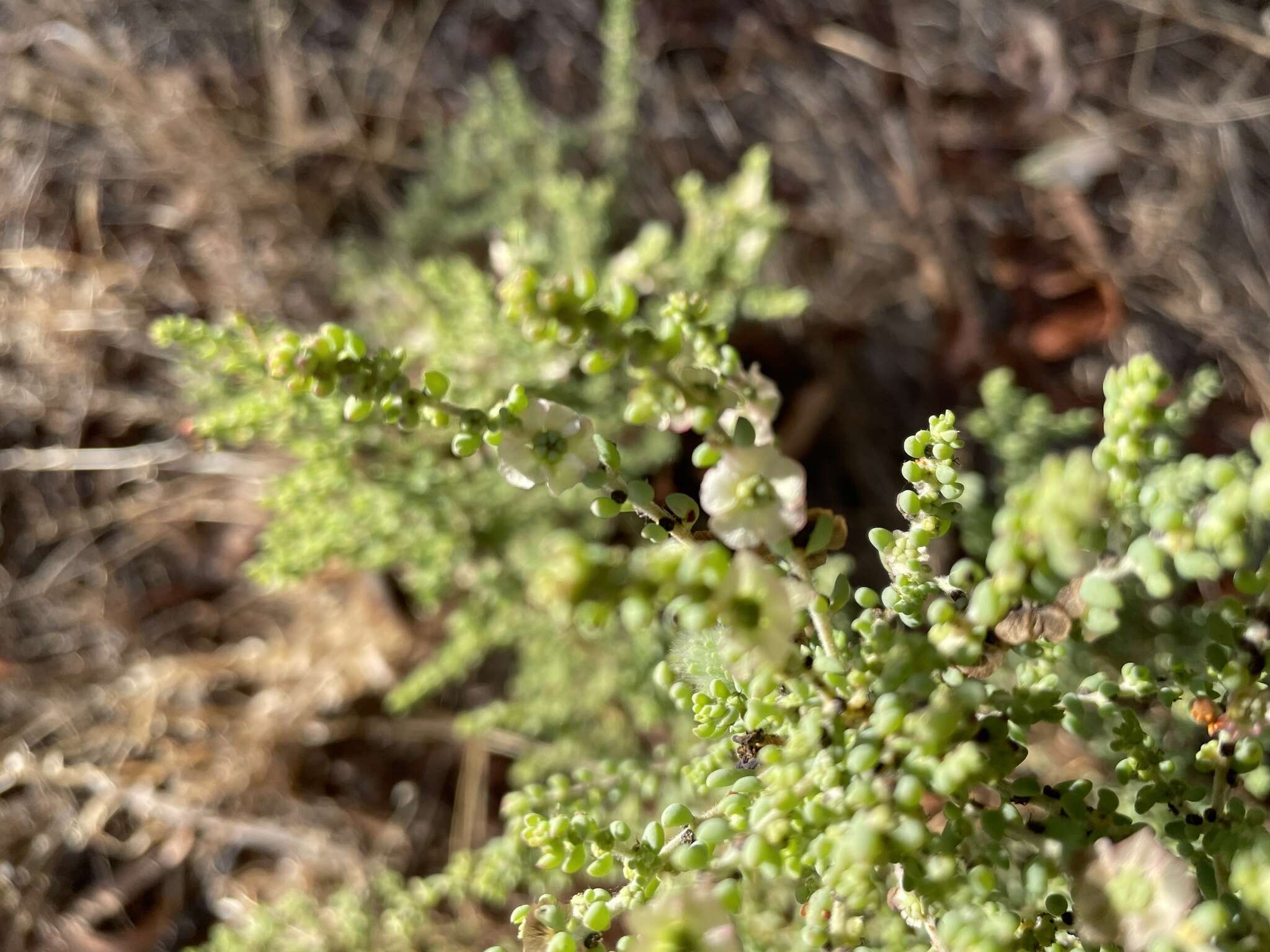 Слика од Maireana brevifolia (R. Br.) P. G. Wilson