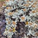 Image of Helichrysum obconicum DC.