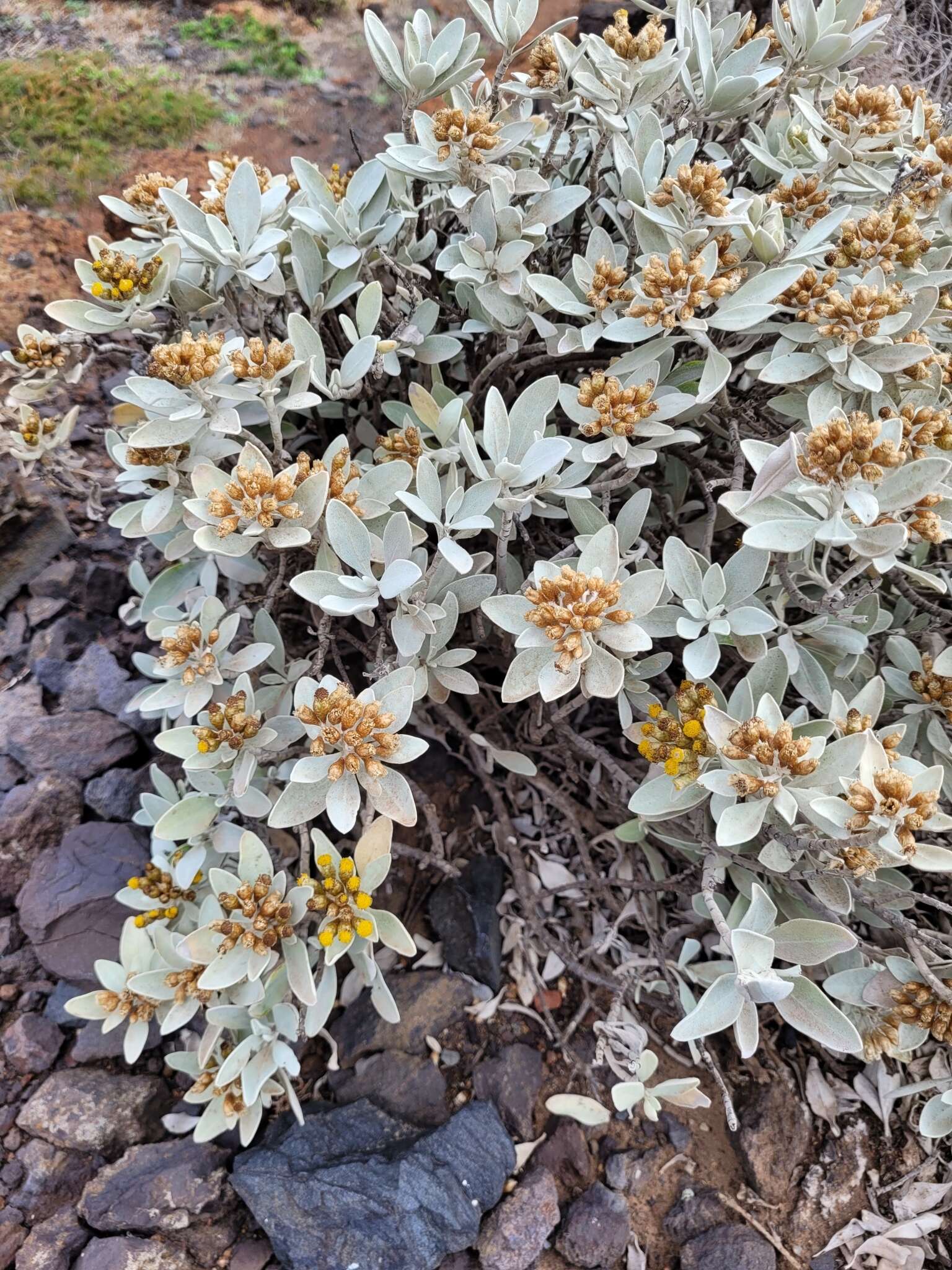 Imagem de Helichrysum obconicum DC.