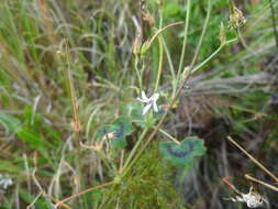 Image of Pelargonium tabulare (Burm. fil.) L'Her.