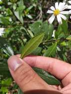 Image of Sticky daisy bush