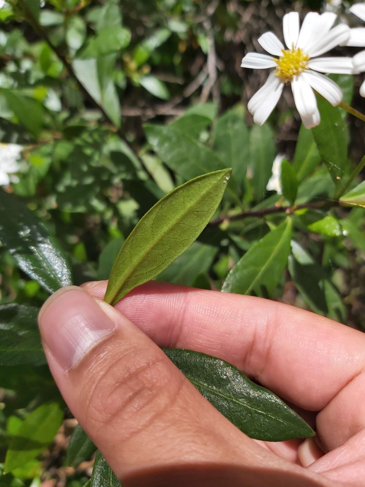 Image of Sticky daisy bush