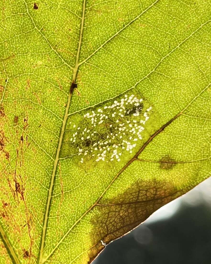 Phyllonorycter platani (Staudinger 1870) resmi