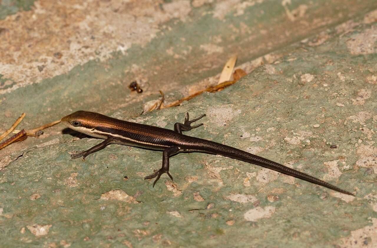 Image of Trachylepis wahlbergii (Peters 1870)