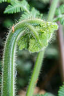 Image of Hypolepis dicksonioides (Bory) Hook.