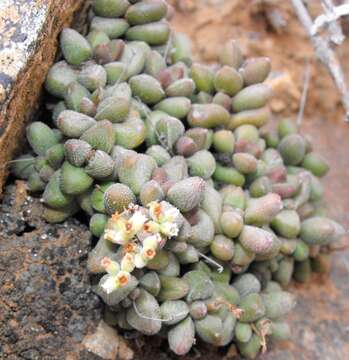 Image of Crassula elegans Schönl. & Baker fil.