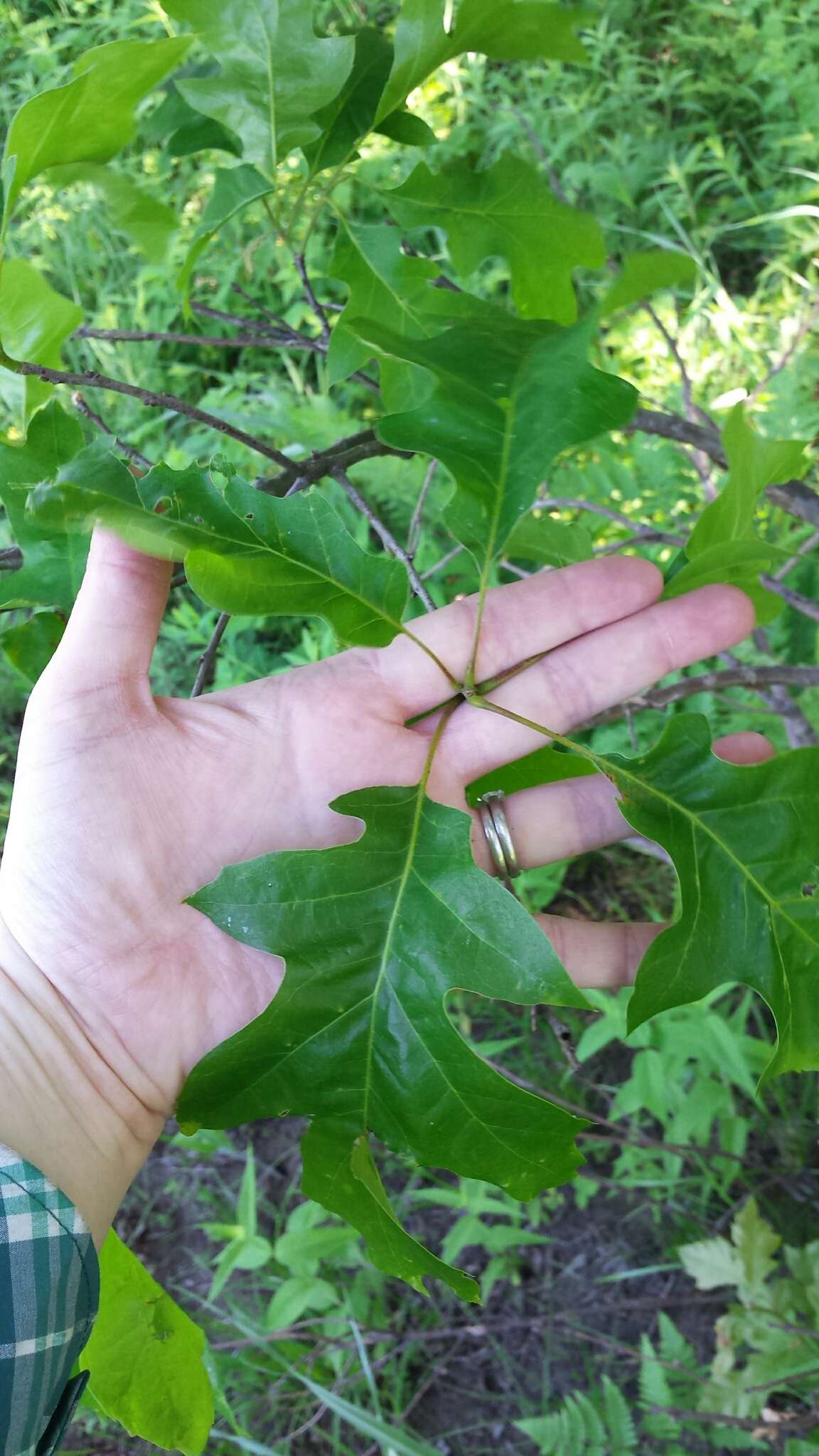 Quercus velutina Lam. resmi