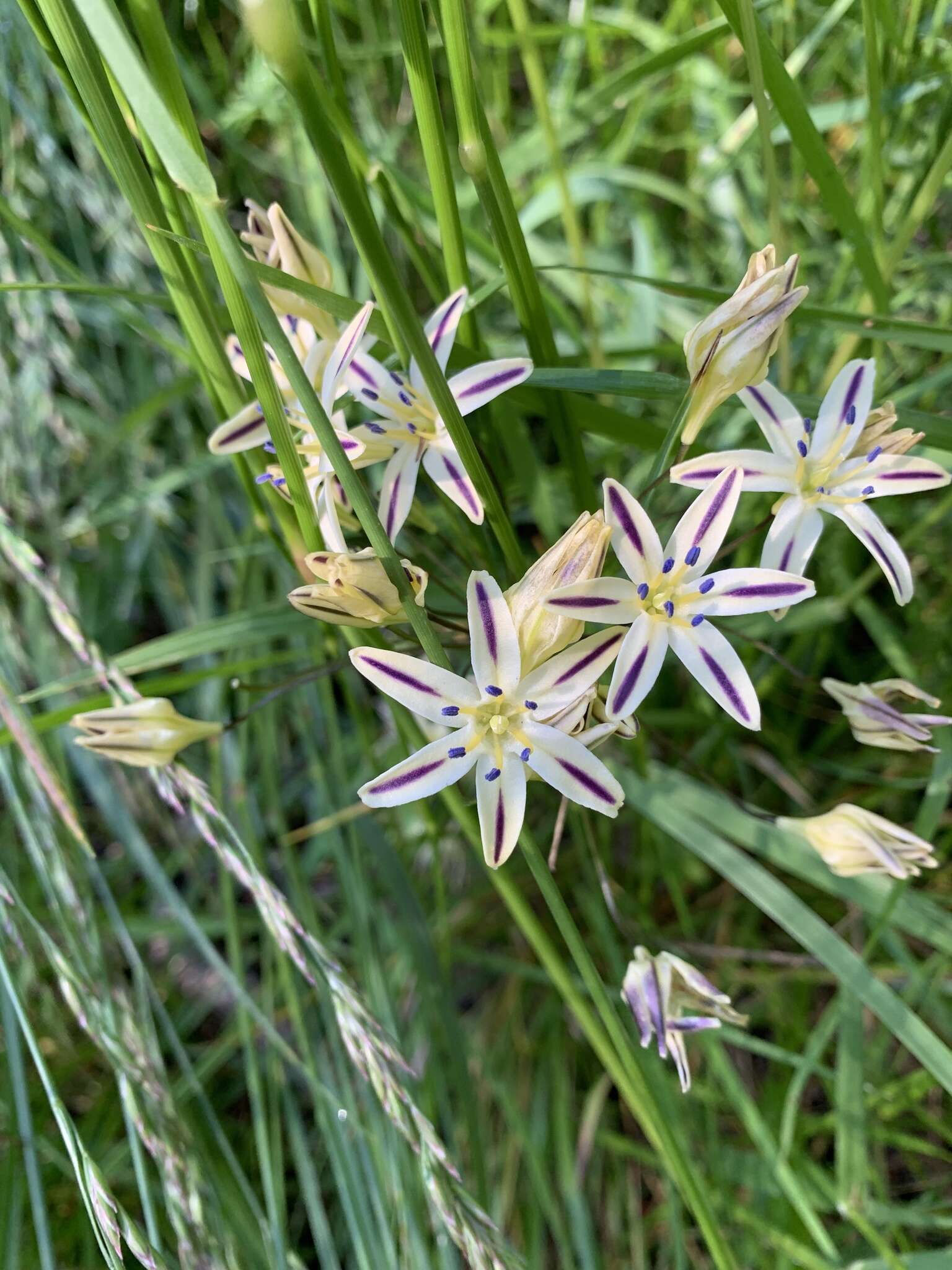 Image of Henderson's triteleia