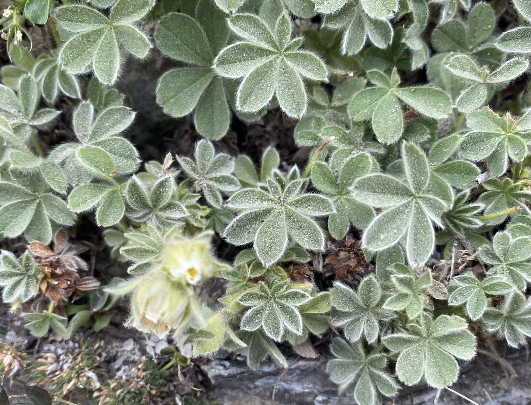 Imagem de Potentilla nivalis Lapeyr.