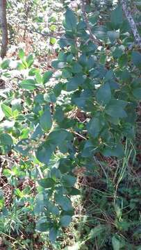 Image of Ageratina saltillensis (B. L. Rob.) R. King & H. Rob.