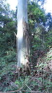 Image of Saligna Eucalyptus