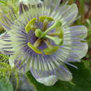 Image of Passiflora clathrata Mast.