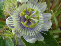 Image of Passiflora clathrata Mast.