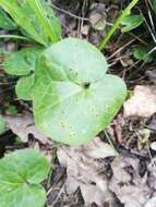 Image of Puccinia asarina Kunze 1817