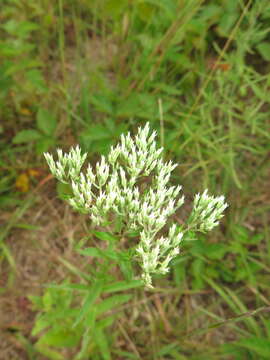 Eupatorium subvenosum (A. Gray) E. E. Schill.的圖片