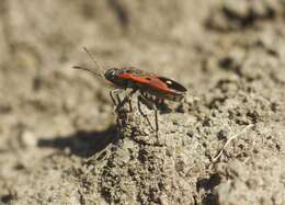 صورة Melanocoryphus tristrami (Douglas, J. W. & J. Scott 1868)