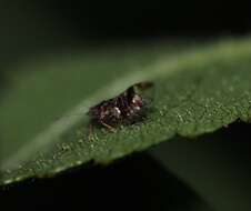 Image of Bactericera maculipennis (Crawford 1910)