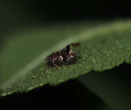 Bactericera maculipennis (Crawford 1910) resmi