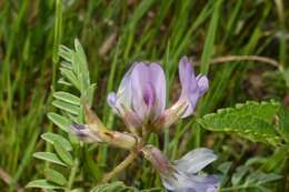 Sivun <i>Astragalus <i>crassicarpus</i></i> var. crassicarpus kuva