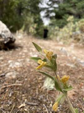 Imagem de Phlomis composita Pau