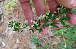 Слика од Lespedeza juncea (L. fil.) Pers.