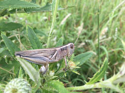 Melanoplus bivittatus (Say 1825)的圖片