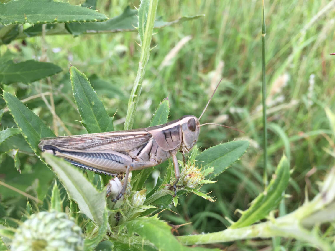 Melanoplus bivittatus (Say 1825)的圖片