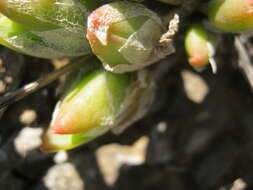 Plancia ëd Mesembryanthemum tortuosum L.