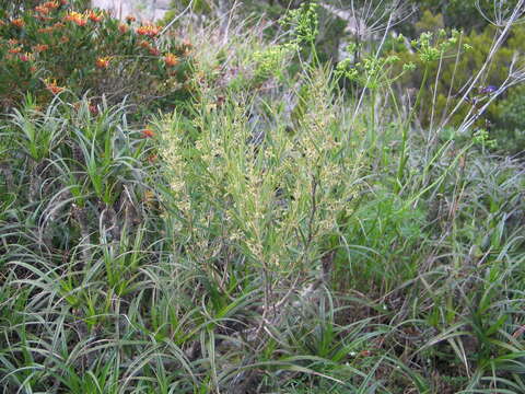 Image of Cynanchum appendiculatum Choux