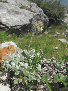 Слика од Potentilla oweriniana Rupr. ex Boiss.