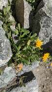 Image of Lyall's goldenweed