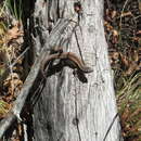 Image of Painted Tree Iguana