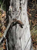 Image of Painted Tree Iguana