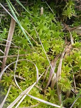 Image of Cow-horn Bog-moss