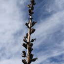 Image of Chisos Mountain century plant