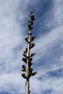 Agave glomeruliflora (Engelm.) A. Berger的圖片