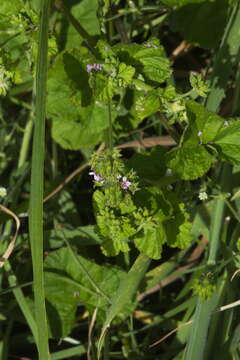 Imagem de Pelargonium inodorum Willd.