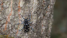 Image of Citrus long-horned beetle