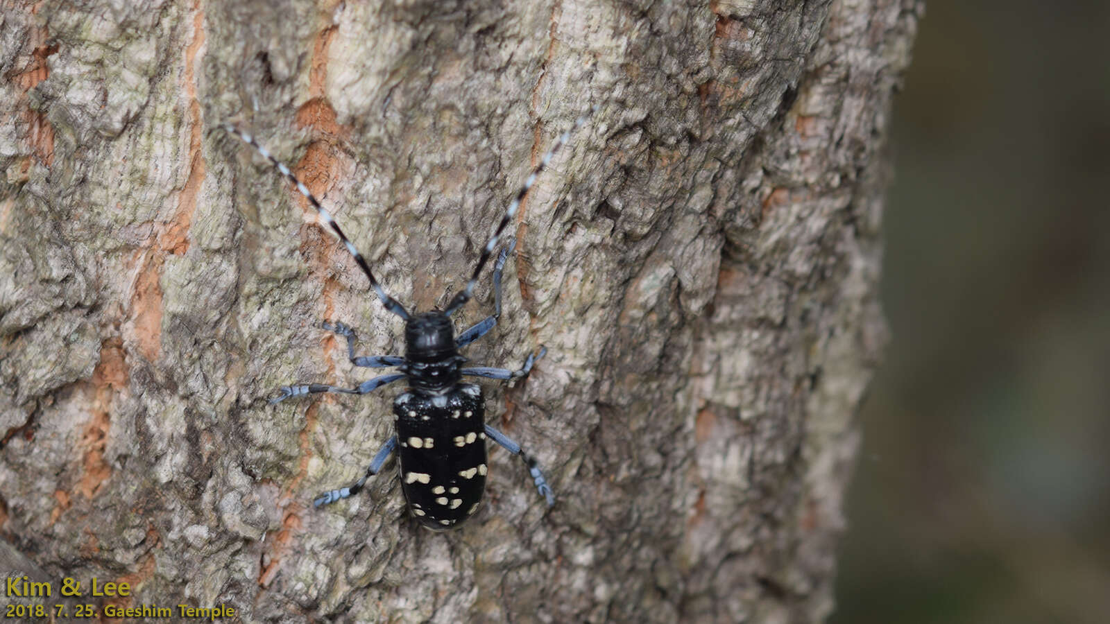 Image of Citrus long-horned beetle