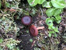 Image de Lactarius badiosanguineus Kühner & Romagn. 1954